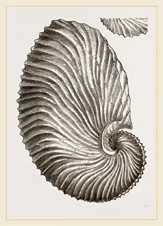 Natural History Museum Specimens Prints: Shell of Argonaut