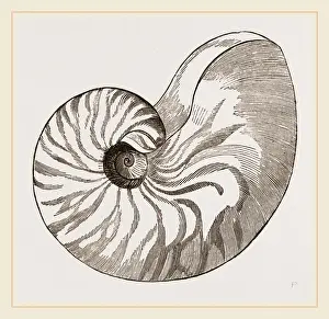 Nautilus Shell Prints: Shell of Umbilicated Nautilus