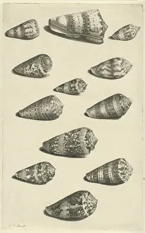 Twelve Shells Print, Engraving on Paper