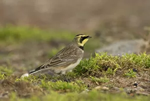 Images Dated 17th October 2004: Shorelark, Germany