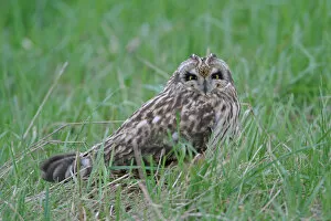 Images Dated 8th February 2004: Short-eared Owl perched, Asio flammeus