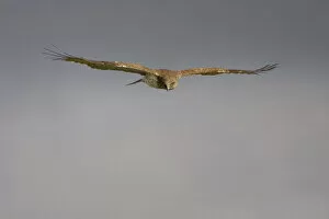 Images Dated 1st April 2007: Short-toed Eagle flying
