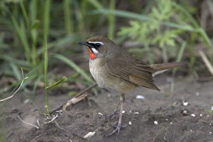 Images Dated 18th May 2005: Siberian Rubythroat, Calliope calliope, China