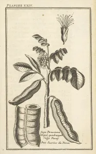 Siliqua quadrangula vulgo pacay Pois sucrins Siliqua quadrangula vulgo pacay Pois sucrins