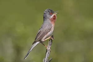 Images Dated 20th April 2008: Singing male Subalpine Warbler, Sylvia cantillans