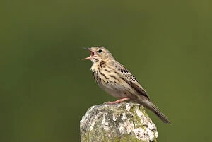 Images Dated 26th May 2005: Singing Tree Pipit, Anthus trivialis
