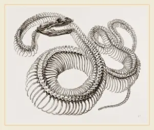 Natural History Museum Exhibits Prints: Skeleton of Boa Constrictor