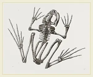 Skeleton of Common Frog Print