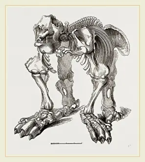 Megatherium Skeleton Prints: Skeleton of Megatherium