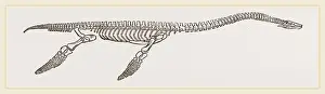 Natural History Museum Exhibits Prints: Skeleton of Plesiosaurus restored