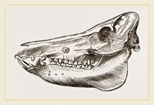 Natural History Museum Specimens Prints: Skull of the Ilog