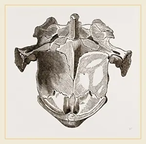 Nature Photography Gallery Prints: Skull of Matamata from below