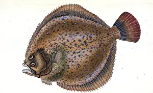 Marine Life Illustration Prints: Small-headed Dab, Pleuronectes microcephalus, 1803, British fishes, Donovan, E. (Edward)