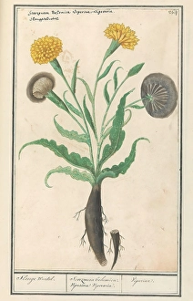 Small salsify Scorzonera humilis Slange Carrot Small salsify Scorzonera humilis Slange Carrot