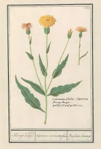 Small salsify Scorzonera humilis Snange Kruijd Small salsify Scorzonera humilis Snange Kruijd