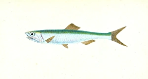 Smelt, Salmo eperlanus, 1803, British fishes, Donovan, E. (Edward), 1768-1837, (Author) Smelt, Salmo eperlanus, 1803, British fishes, Donovan, E. (Edward), 1768-1837, (Author)