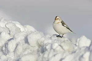 Images Dated 20th April 2008: Snow Bunting perched in snow, Plectrophenax nivalis, Norway