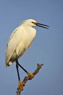 Images Dated 21st April 2007: Snowy Egret, Egretta thula, United States