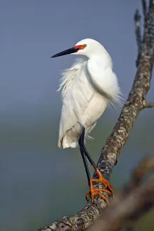 Images Dated 21st April 2007: Snowy Egret, Egretta thula, United States