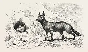 North Africa Wildlife Prints: Source Size = 2188 x 1291