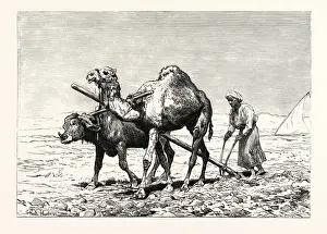 Framed Print : A Fella Ploughing Print (1879) Framed Print : A Fella Ploughing Print (1879)