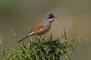 Images Dated 30th April 2004: Spectacled Warbler at breeding site, Sylvia conspicillata, Cyprus