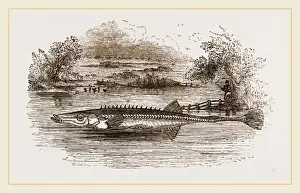Natural History Of Fish Prints: Fifteen spined Stickleback