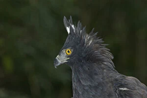 Images Dated 3rd August 2006: Spizaetus tyrannus, Black Hawk-Eagle