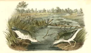 Spotted Sandpiper. 1. Male. 2. Female., Audubon, John James, 1785-1851 Spotted Sandpiper. 1. Male. 2. Female., Audubon, John James, 1785-1851