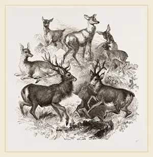European Roe Deer Pictures Prints: A Stag and the Roebuck