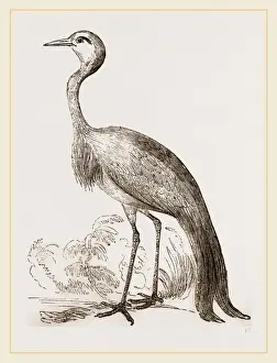 Environmental Science Images Prints: Stanley Crane