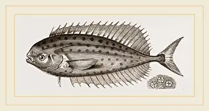 Natural History Of Fish Prints: Starred Coryphaena