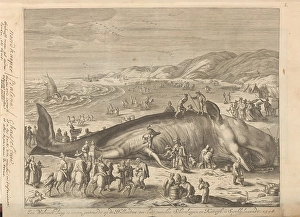 Stranded whale Berckhey 1598 whale 70 feet long Stranded whale Berckhey 1598 whale 70 feet long