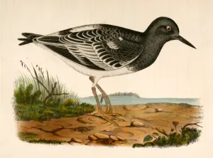 Strepsilas melanocephalus, Black-headed Turnstone. Suckley, George 1830-1869, Cooper, J Strepsilas melanocephalus, Black-headed Turnstone. Suckley, George 1830-1869, Cooper, J