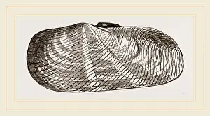 Natural History Museum Exhibits Prints: Strigilate Solecurtus