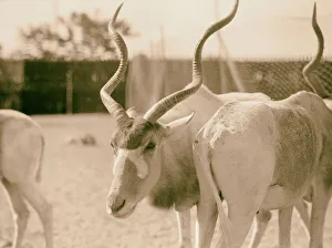 Sudan Khartoum Khartoum Zoo species Antelope Sudan Khartoum Khartoum Zoo species Antelope
