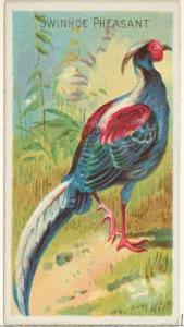 Swinhoe Pheasant Birds Tropics series N5 Allen & Ginter Cigarettes Brands Swinhoe Pheasant Birds Tropics series N5 Allen & Ginter Cigarettes Brands