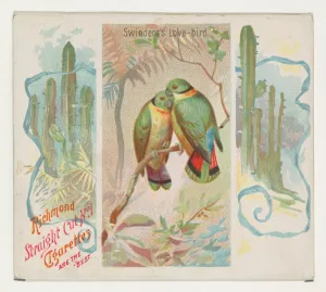 Swintern Love-bird Birds Tropics series N38 Allen & Ginter Cigarettes Swintern Love-bird Birds Tropics series N38 Allen & Ginter Cigarettes