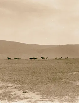 Tanganyika Ngorongoro Crater Plains crater Wildebeeste Tanganyika Ngorongoro Crater Plains crater Wildebeeste