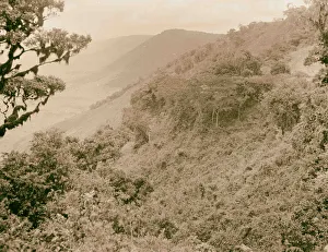 Tanganyika Ngorongoro Crater Wooded scene craters edge Tanganyika Ngorongoro Crater Wooded scene craters edge