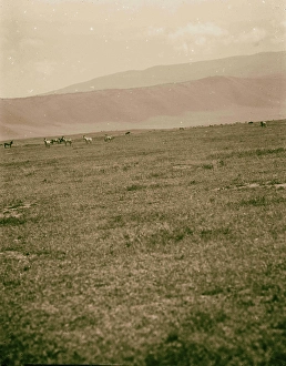 Tanganyika Ngorongoro Crater Zebra crater wall Tanganyika Ngorongoro Crater Zebra crater wall