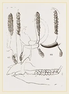 Natural History Museum Exhibits Prints: Teeth of Babiroussa