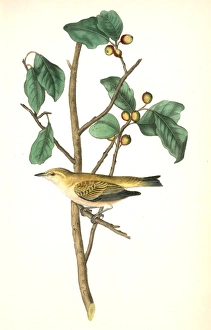 Tennessee Swamp-Warbler. Male. (Ilex laxyflora.), Audubon, John James, 1785-1851 Tennessee Swamp-Warbler. Male. (Ilex laxyflora.), Audubon, John James, 1785-1851