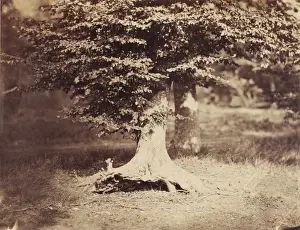 19th Century French Artwork Prints: [The Beech Tree]