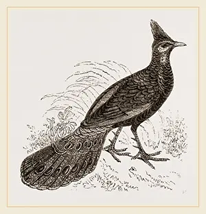 Nature Reserve Bird Species Prints: Thibet Peacock-Pheasant