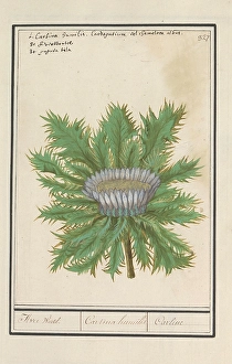 Three thistle Carlina vulgaris Aver wurtel Cartina Humilis Three thistle Carlina vulgaris Aver wurtel Cartina Humilis