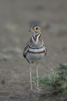 Images Dated 2nd March 2007: Three-banded courser