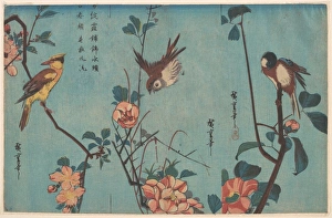Titmouse Camellias right Sparrow Wild Roses center Titmouse Camellias right Sparrow Wild Roses center
