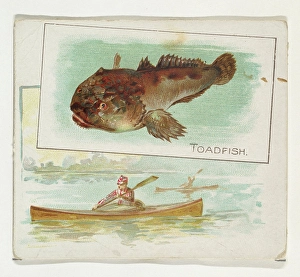 Toadfish Fish American Waters series N39 Allen & Ginter Cigarettes Toadfish Fish American Waters series N39 Allen & Ginter Cigarettes