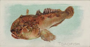 Toadfish Fish American Waters series N8 Allen & Ginter Cigarettes Brands Toadfish Fish American Waters series N8 Allen & Ginter Cigarettes Brands